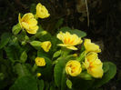 Primula polyanthus Yellow (2017, Apr.04)