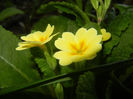 Primula polyanthus Yellow (2017, Apr.04)