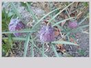 in gradina mea