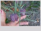 in gradina mea