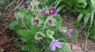 Pulsatilla vulgaris