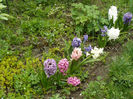 Purple Star, Fondant , Gypsy Queen, Delf Blue, White Pearl