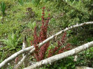 Berberis Red Pillar