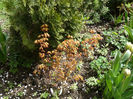 Acer Orange Dream