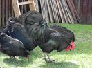 Australorp Negru