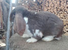 9 luni