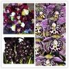 Cymbidium