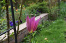 Purple Dream tulips