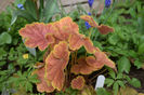 Heuchera Tiramisu