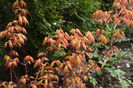 Acer Orange Dream