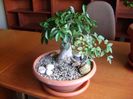 Ficus ginseng & Nandina domestica nana