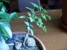 Nandina domestica nana