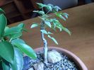 Nandina domestica nana