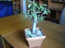 Euphorbia umbellata (Synadenium grantii)