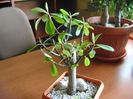 Euphorbia umbellata (Synadenium grantii)
