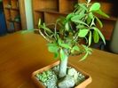 Euphorbia umbellata (Synadenium grantii)