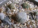 Grup de 5 cactusi