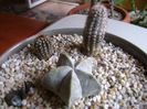 Grup de 4 cactusi