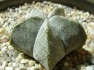 Astrophytum coahuilense