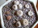 Grup de 5 epithelantha & 2 Lithops fulviceps