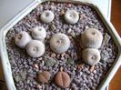 Grup de 5 epithelantha & 2 Lithops fulviceps