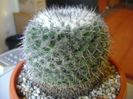 Mammillaria formosa ssp. chionocephala