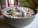 Grup de 5 cactusi
