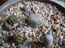 Grup de 5 cactusi