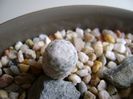 Mammillaria herrerae