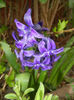 Hyacinth Peter Stuyvesant (2017, Apr.05)