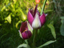 Tulipa Persian Pearl (2017, April 02)