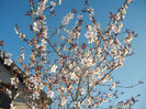 Prunus persica Davidii (2017, April 02)