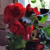 Begonia1