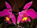 cattleya mov Blc. Sanyung Ruby 2017.03.21