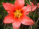 Tulipa Toronto (2017, April 03)