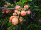 Chaenomeles japonica (2017, April 02)