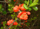 Chaenomeles japonica (2017, April 05)