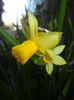 Narcissus Tete-a-Tete (2017, April 03)