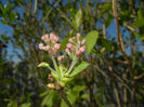 Syringa vulgaris_Lilac (2017, April 03)