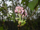 Syringa vulgaris_Lilac (2017, April 05)