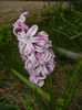 Hyacinth Splendid Cornelia (2017, Apr.05)