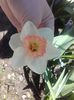 narcisă