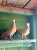 Paco & Goldy