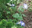 Anemone blanda