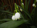 Leucojum aestivum (2017, April 05)