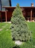 Picea glauca