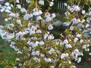 prunus Kojo-no-mai