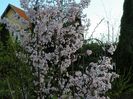 prunus kurilensis Ruby