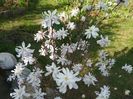 magnolia stellata