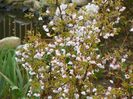 prunus Kojo-no-mai